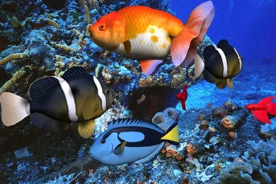 Beautiful Wallpapers Screensavers Collection (37+)