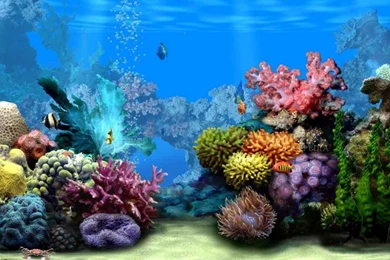 Best Free Screensavers: Free Cell Phone Wallpapers And Screensaver