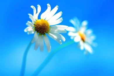 Beautiful Wallpapers Screensavers Collection (37+)