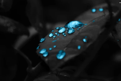 Water Drop On Leaf Hi Res Wallpapers
