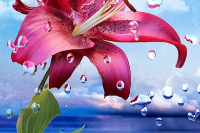 Wallpapers Hd 4I9   Wallpapers EX