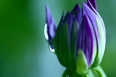 Direct Download Wallpapers Hd 1.9 Android APK   Onlineapkdownload.com