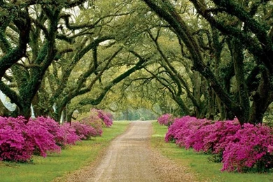 What A Peaceful Road Wallpapers