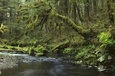 Peaceful Forest, Southeast Alaska < Nature < Life < Desktop Wallpapers