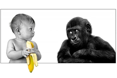 Monkey Ask Banana From Baby Free Ipad Hd Wallpapers