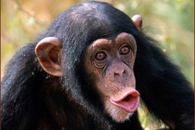 Monkey Image