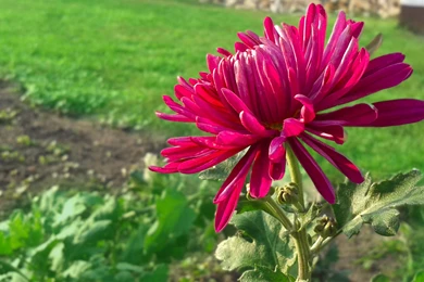 Floral HD Wallpapers (1080p) By Chldav On DeviantArt