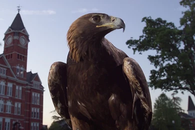 Tiger: War Eagle   Wallpapers 1024x768   Auburn Family