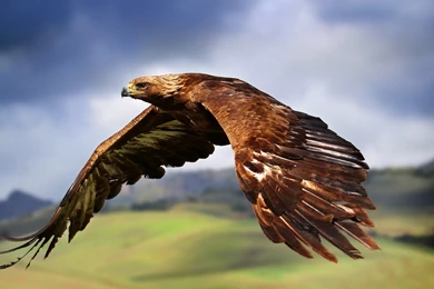 313 Eagle HD Wallpapers