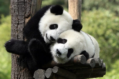 Panda Desktop Backgrounds Wallpapers 12343   HD Wallpapers Site