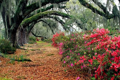 Nature Wallpapers Desktop Backgrounds Full Screen Hd