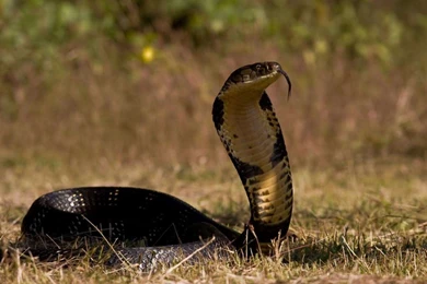 Awesome Cobra Snake HD Wallpapers.