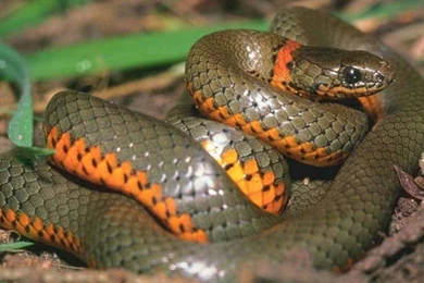 Cobra Snake Wallpapers   Wallpapers Zone