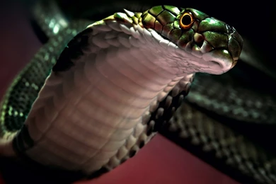 Cobra, Wild, Snake, Tongue, Black Color, Animals Photos, Hd Wallpapers