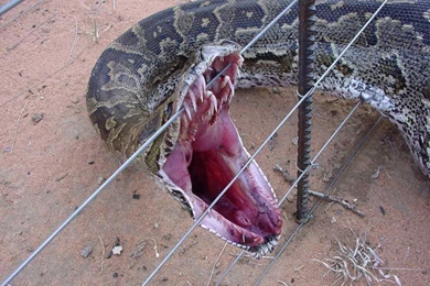 King Cobra Snakes Latest Hd Picture/Wallpapers 2013