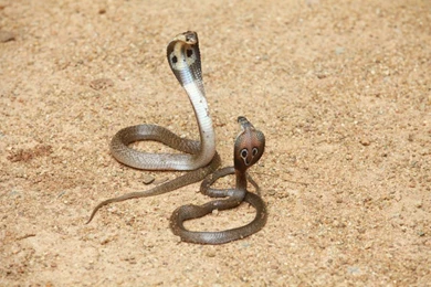 Awesome Cobra Snake HD Wallpapers.