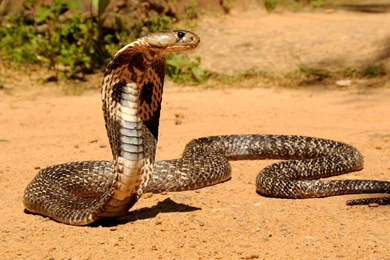 Awesome Cobra Snake HD Wallpapers.