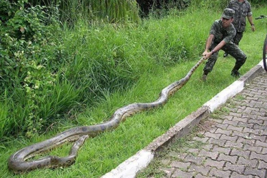 King Cobra New HD Desktop Wallpapers 2013