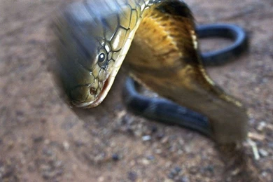 Top King Cobra Wallpapers In Wallpapers