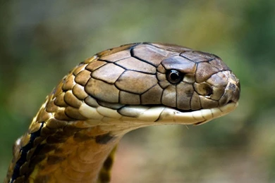 Bull snake
