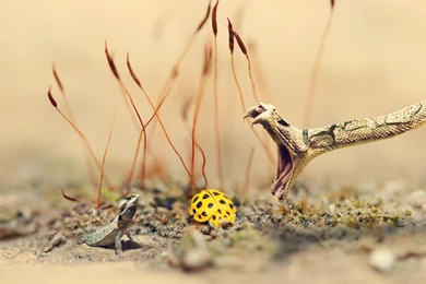 Desktop Snake Wallpapers Free Dowload