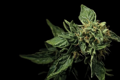 Top Funny Weed Wallpapers 09 Wallpapers