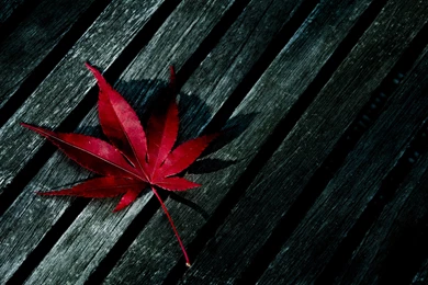 Weed Glefia.com Wallpapers