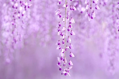Flowers Wisteria Purple Nature Hd Wallpapers Wallpapers
