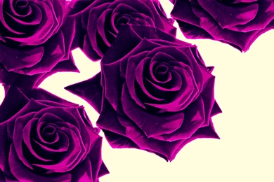 Purple Roses Wallpapers