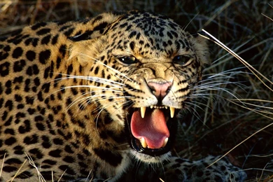 Snarling, Cheetah, Hd Animal Wallpapers, Pet Love, Cool Animals ...