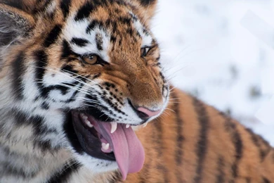 Wild Animal Wallpapers, Cool Pets, Desktop Images, Free Wallpapers ...