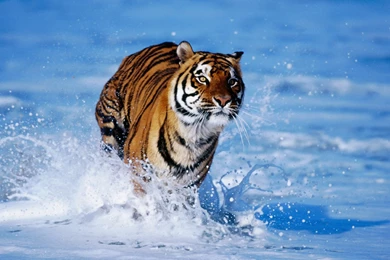 Animals Wallpapers: Tiger Cool HD Wallpapers For Desktop