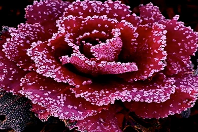 Purple Abstract Roses Wallpapers, Rose Flower Images, Rose ...