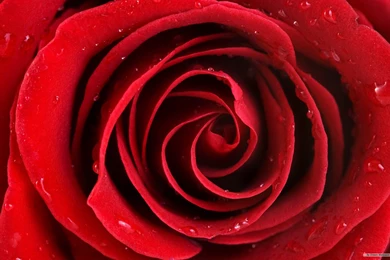 Rose Wallpapers 9   Best Wallpapers Collection