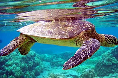 Live Wallpapers Free