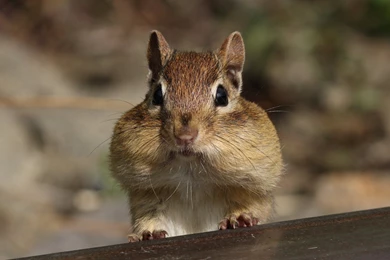 Chipmunk Wallpapers Pack Download   FLGX DB