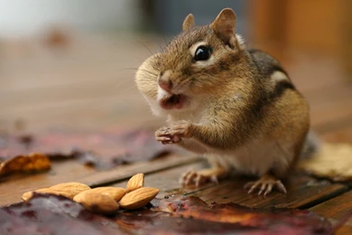 21 Cute HD Chipmunk Wallpapers   HDWallSource.com