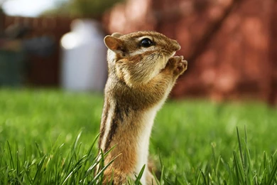 1920x1080 : Chipmunk Wallpapers