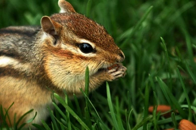 Chipmunk Wallpapers And Images   Wallpapers, Pictures, Photos