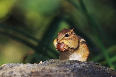 Chipmunk Wallpapers