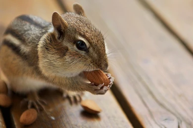 Gallery For > Cute Chipmunk Wallpapers