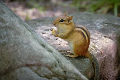 Download Free Modern Chipmunk The Wallpapers 1920x1200