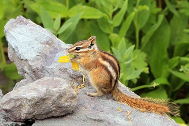 60 Chipmunk HD Wallpapers