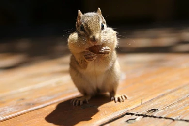 Lovely Chipmunks Photos / Chipmunk Wallpapers 1280x800 NO.35 ...