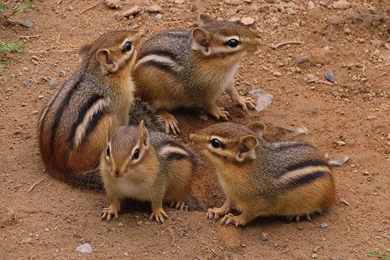 Awesome Chipmunk Photos