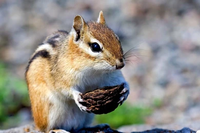 Black Pattern Wallpapers Search Results   Page 471. EskiPaper.com ...