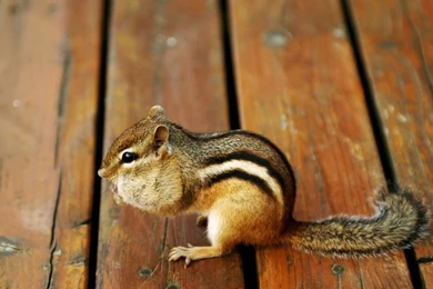 Download The Chipmunk Wallpaper, Chipmunk iPhone Wallpapers ...