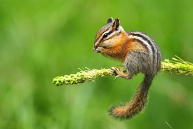 1280x800px 767221 Chipmunk Wallpapers 124.64 KB