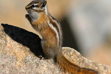Chipmunk Wallpapers   Animals Town