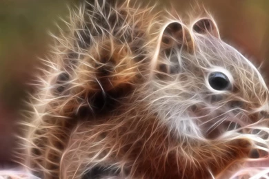 Squirrels Chipmunks Chipmunk Squirrel Fractal Wallpapers ...